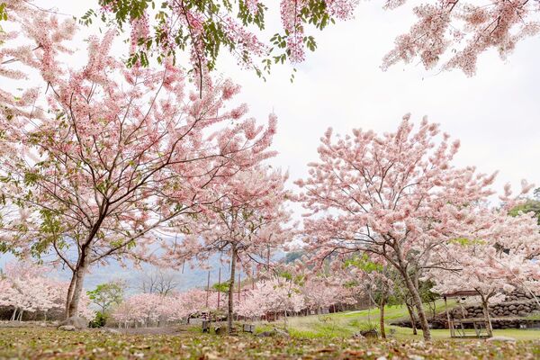 ▲▼高雄花旗木。（圖／高雄市觀光局提供）