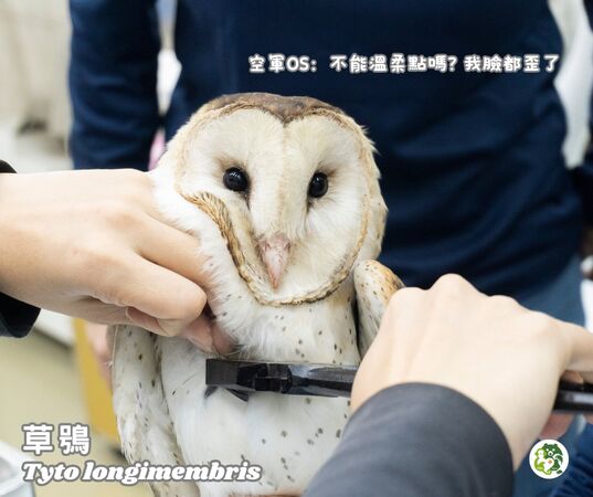 救傷草鴞。（圖／翻攝自屏東科技大學保育類野生動物收容中心）