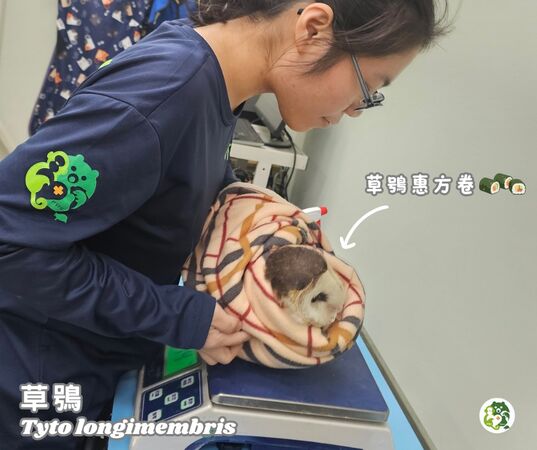 救傷草鴞。（圖／翻攝自屏東科技大學保育類野生動物收容中心）