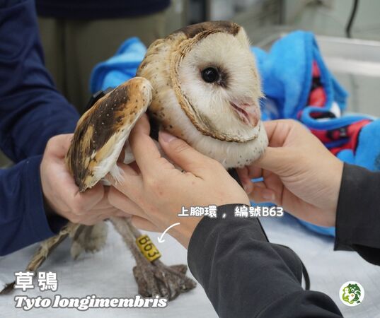 救傷草鴞。（圖／翻攝自屏東科技大學保育類野生動物收容中心）