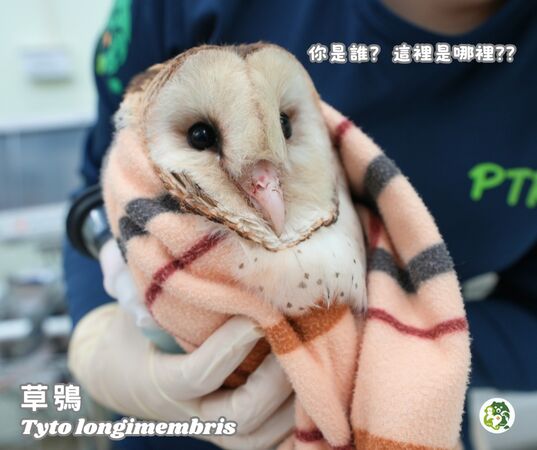 救傷草鴞。（圖／翻攝自屏東科技大學保育類野生動物收容中心）