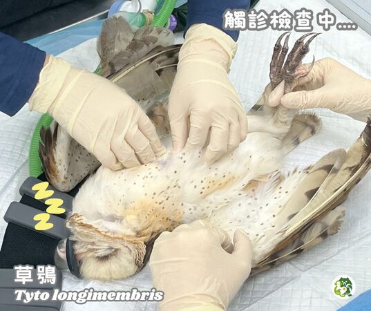 救傷草鴞。（圖／翻攝自屏東科技大學保育類野生動物收容中心）