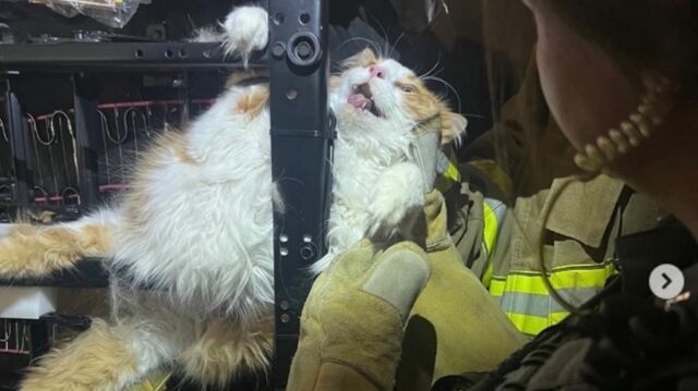 不想看獸醫!橘貓「死命鑽進電動沙發」卡住了 驚動消防隊救援