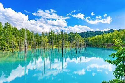 北海道自然探祕　與可愛動物相遇