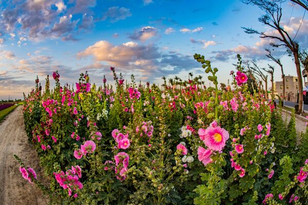 ▲▼學甲蜀葵花文化節。（圖／學甲區公所提供）