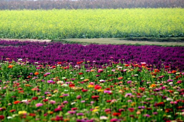 ▲▼學甲蜀葵花文化節。（圖／學甲區公所提供）