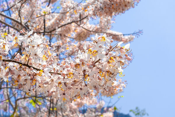 ▲▼南化玉山寶光聖堂花旗木。（圖／南市觀旅局提供）