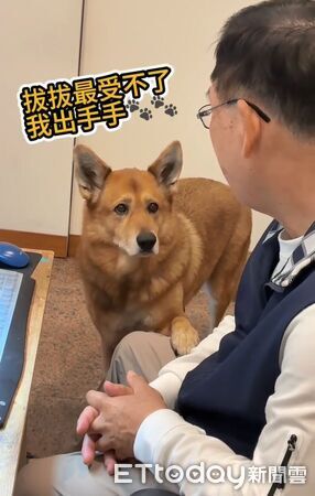 ▲。（圖／有點毛毛的／林小狗提供）