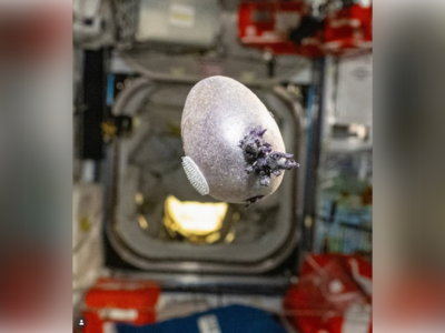 外星異形？「紫色觸手破蛋而出」嚇壞網　NASA太空人揭真相