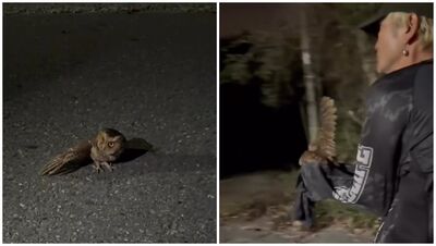 KID深夜「遇貓頭鷹差點被路殺」！緊急停車往後衝…救援畫面全被拍