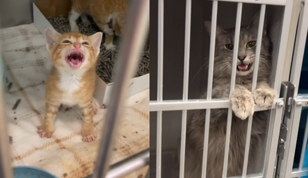 剛出生小貓「籠內哭喊找媽」隔壁灰貓暖回應　收容所爆心碎真相。（圖／翻攝自Instagram／safershoreskittenrescue）