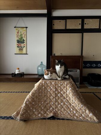 ▲。（圖／翻攝自X／@don_guri_gura）