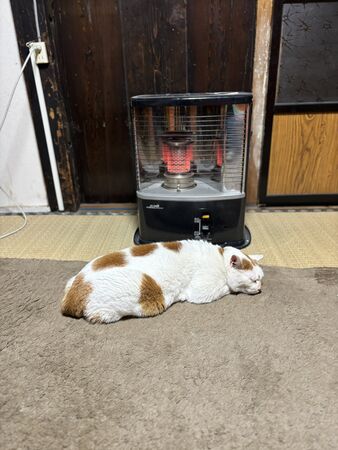 ▲。（圖／翻攝自X／@don_guri_gura）