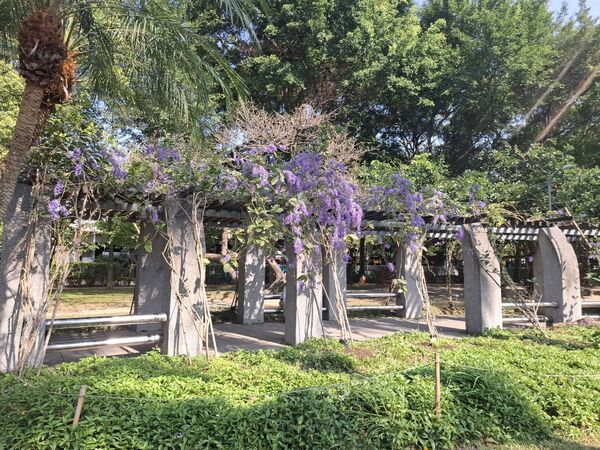 ▲大安森林公園內的錫葉藤盛開，位於園區5號公廁南側。（圖／公園處提供）