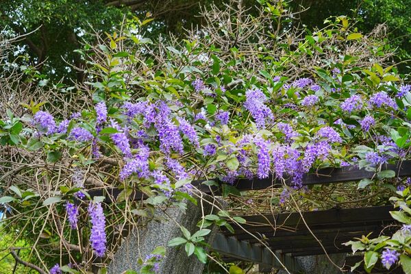 ▲大安森林公園內的錫葉藤盛開，位於園區5號公廁南側。（圖／公園處提供）