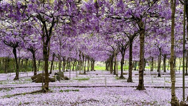 ▲3/28二號園區花況。（圖／翻攝自淡水紫藤花園-二號水源園區（原紫藤咖啡園二店））