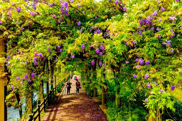 ▲三芝三和社區浪漫紫藤隧道。（圖／翻攝自新北市農業局-稼日蒔光）