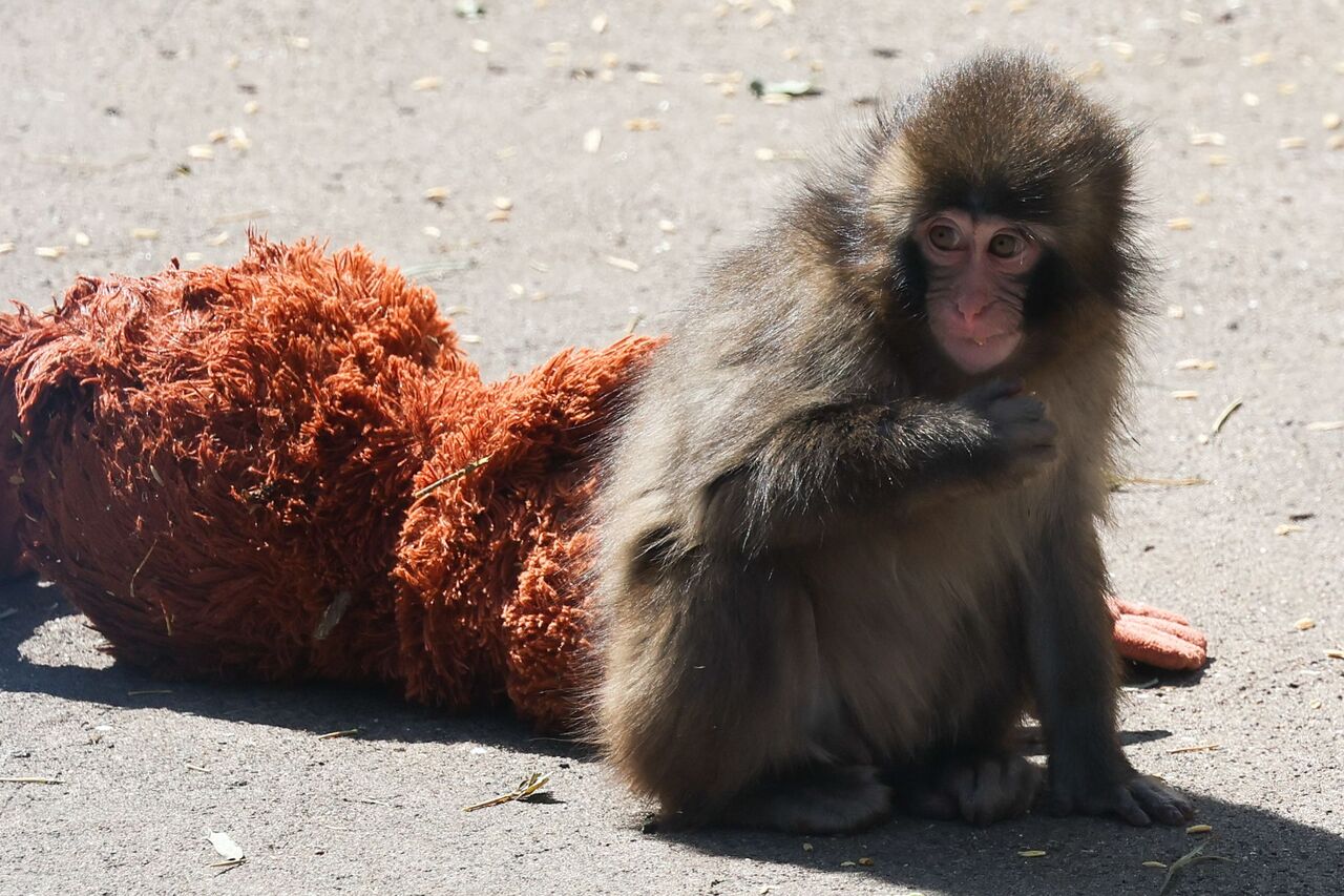 小獼猴Punch紅到國外!動物園平日湧爆人潮 接到大量英語抗議電話