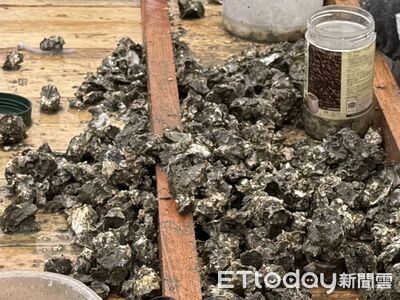 金門西園牡蠣驗出諾羅病毒　縣府示警勿生食海鮮防食安風險