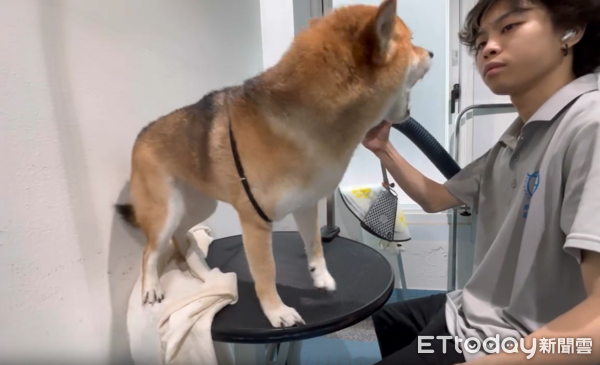柴柴吹毛狂吠，美容師神操作讓牠傻眼。（圖／Threads@kaooooo___1998提供）