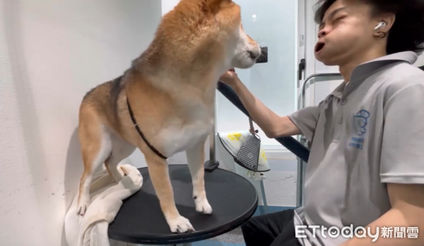 柴柴吹毛狂吠，美容師神操作讓牠傻眼。（圖／Threads@kaooooo___1998提供）