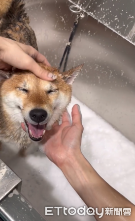 柴柴吹毛狂吠，美容師神操作讓牠傻眼。（圖／Threads@kaooooo___1998提供）