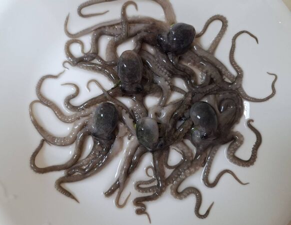 ▲北海岸限定海味「猴水仔」。（圖／取自新北市政府網站）