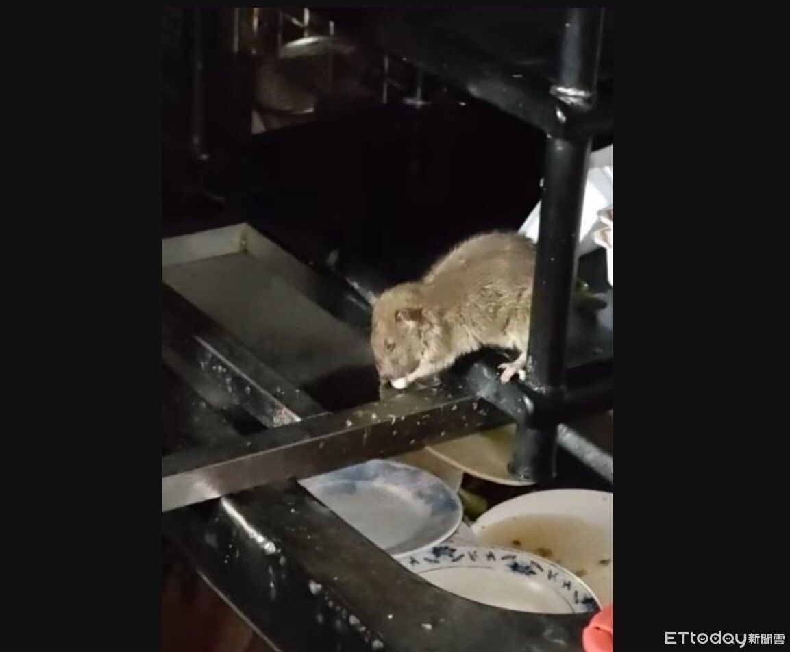 Buffet吃到飽!大甲路邊攤驚見肥鼠髒碗堆出沒 衛生局要查了