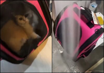 科技男跟女友吵架竟虐貓「鎖袋中狂噴水」惹眾怒　動保處要罰了