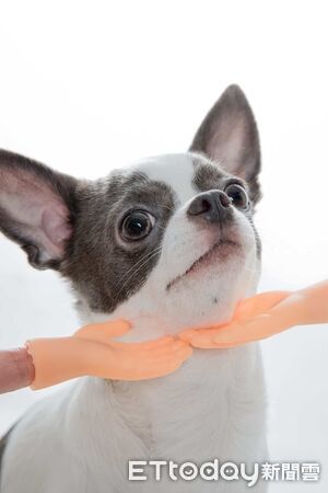 ▲吉娃娃露營玩太瘋！隔天累到斷電　咪咪眼傻笑惹網虧：怎麼像喝醉。（圖／threads@erine_cho提供，請勿隨意翻拍，以免侵權。）