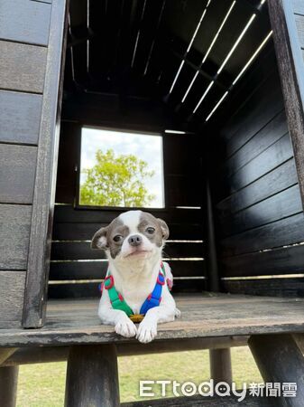 ▲吉娃娃露營玩太瘋！隔天累到斷電　咪咪眼傻笑惹網虧：怎麼像喝醉。（圖／threads@erine_cho提供，請勿隨意翻拍，以免侵權。）