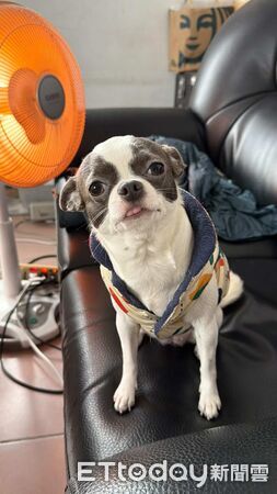 ▲吉娃娃露營玩太瘋！隔天累到斷電　咪咪眼傻笑惹網虧：怎麼像喝醉。（圖／threads@erine_cho提供，請勿隨意翻拍，以免侵權。）