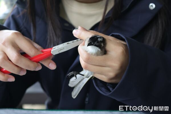 ▲使用腳環標記捕獲的鳥隻。（圖／林業保育署南投分署提供，下同）