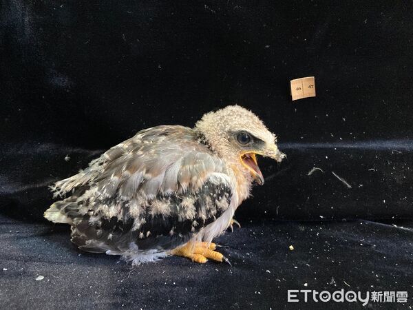 ▲深化環境教育實務！奧萬大首次推出「鳥類繫放」與「動物救傷」兩研習。（圖／林業保育署南投分署提供）