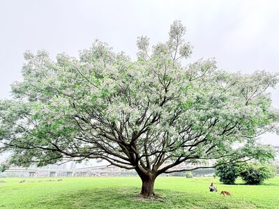 新北4處「苦楝花滿開」美如淡紫細雪　觀賞期到4月底