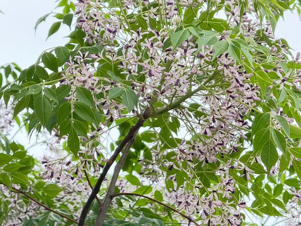 ▲新北河濱公園苦楝花盛開。（圖／新北市高灘處提供）