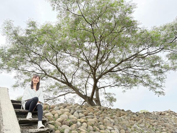 ▲新北河濱公園苦楝花盛開。（圖／新北市高灘處提供）