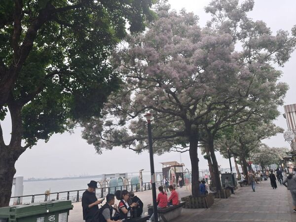 ▲淡水金色水岸苦楝樹。（圖／高灘處提供）