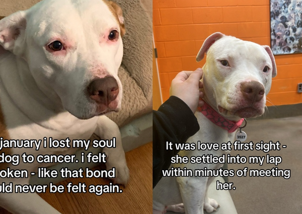 11年毛孩過世！男安樂死名單「驚見分身狗」　倒數24小時奇蹟收編。（圖／翻攝自TikTok／sharkfinleyy）