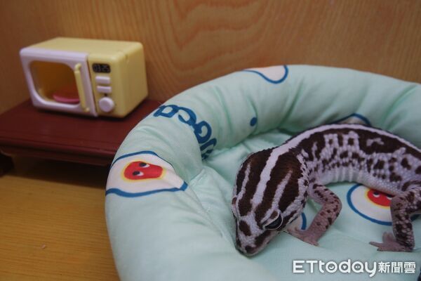 ▲。（圖／Threads@crealm_yh提供，請勿隨意翻拍，以免侵權）