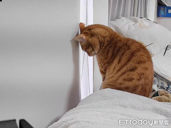▲奴才忘開窗簾！橘貓縮縫偷看風景　面壁思過背影超委屈萌翻31萬人。（圖／橘尼寶寶＠genie_cat_0407提供，請勿隨意翻拍，以免侵權。）