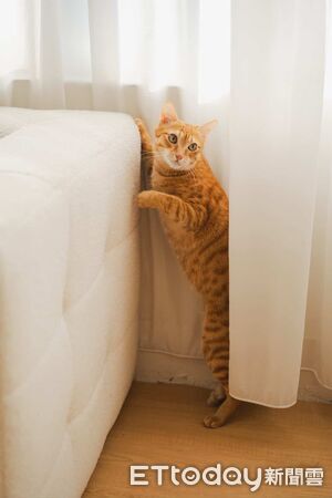 ▲奴才忘開窗簾！橘貓縮縫偷看風景　面壁思過背影超委屈萌翻31萬人。（圖／橘尼寶寶＠genie_cat_0407提供，請勿隨意翻拍，以免侵權。）