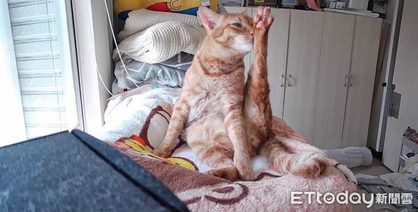 ▲奴才忘開窗簾！橘貓縮縫偷看風景　面壁思過背影超委屈萌翻31萬人。（圖／橘尼寶寶＠genie_cat_0407提供，請勿隨意翻拍，以免侵權。）