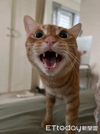 ▲奴才忘開窗簾！橘貓縮縫偷看風景　面壁思過背影超委屈萌翻31萬人。（圖／橘尼寶寶＠genie_cat_0407提供，請勿隨意翻拍，以免侵權。）