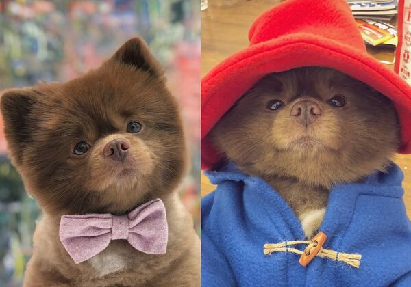 長太大遭棄養！博美神似「柏靈頓熊」翻身網紅　伴主人11年離世。（圖／翻攝自Instagram／bertiebertthepom）