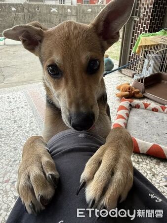 ▲。（圖／有點毛毛的／黃勛投稿）