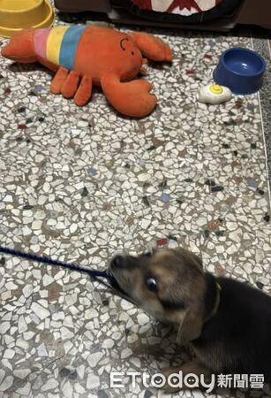 ▲。（圖／有點毛毛的／黃勛投稿）