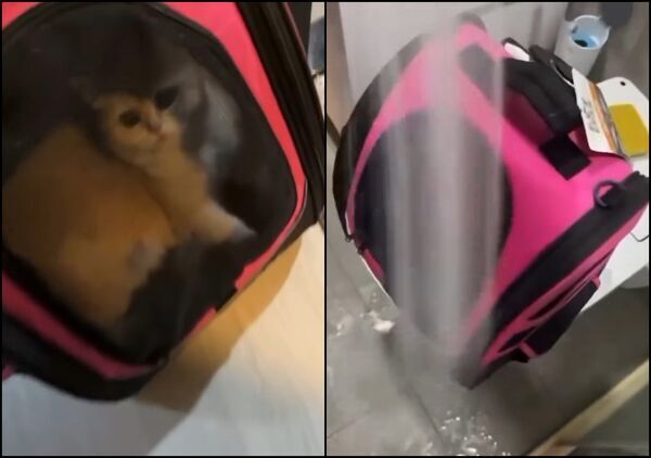 科技男「鎖袋中噴水」虐貓 桃園動保處將裁罰:貓咪已帶離安置