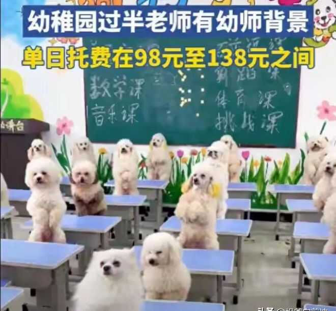 上海有飼主每月花費約1.2萬元人民幣（約新台幣5.3萬元），送犬隻至「狗狗幼兒園」接受訓練與托管。（圖／翻攝自卷史）
