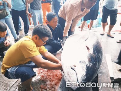 台東黑鮪魚季將登場　首尾捕獲最高獎金20萬元